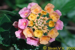 Lantana camara var. aculeata